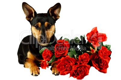 Hund mit Rosen