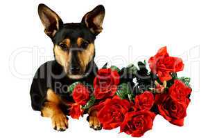 Hund mit Rosen