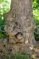 Tree-trunk face