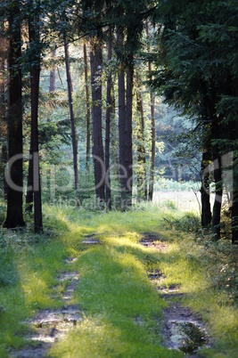 Waldweg