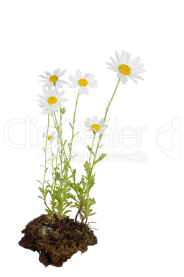 White Daisies