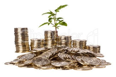 Coins and Plant