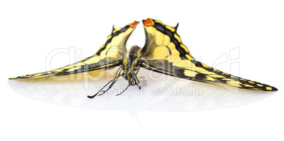 Yellow butterfly isolated on white