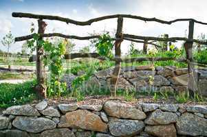 Grapevine Trellis on Terrace