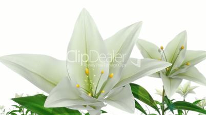 White Easter Lilies
