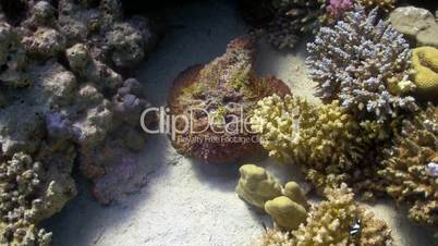 Stone fish on coral reef