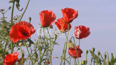 Red poppies in the blue sky