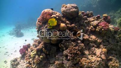 colorful fish on coral reef