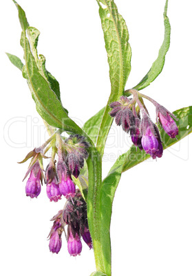 Beinwell (Symphytum officinale)