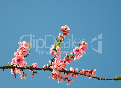 Pfirsich-Blüte (Prunus persica)