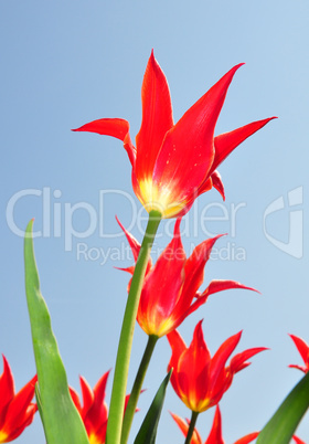 Rote Tulpen