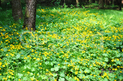 Sumpfdotterblume (Caltha palustris)