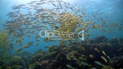 shoal of yellow fish on the coral reef