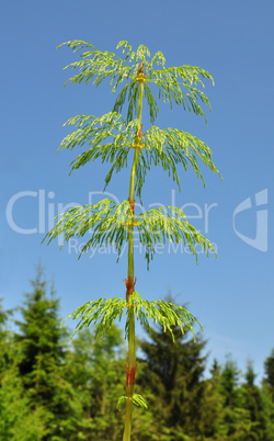 Waldschachtelhalm (Equisetum sylvaticum)