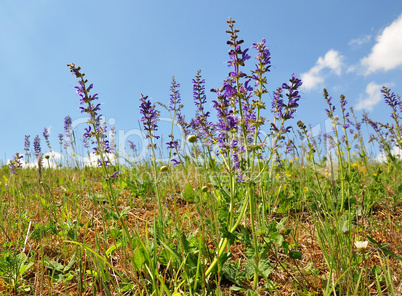 Wiesensalbei (Salvia pratensis)