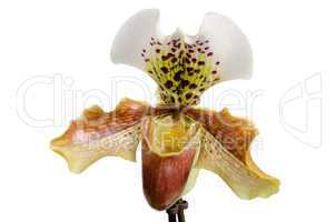 Close up of orchid (Paphiopedilum Maudiae)