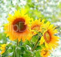 Yellow sunflowers with green leaves