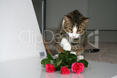 Katze und Rosen