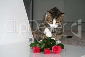 Katze und Rosen