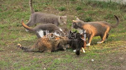 group of cats drinking milk