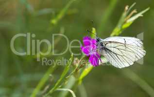 white, striped butterfly