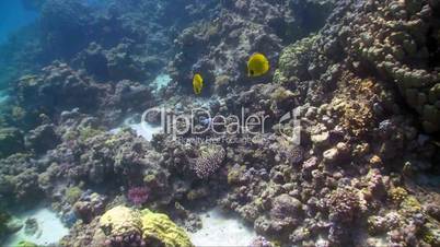 colorful fish on coral reef