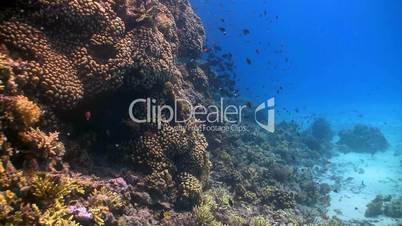 colorful fish on coral reef