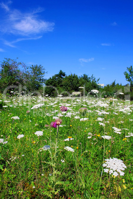 Blumenwiese