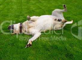 labrador retriever on fresh grass