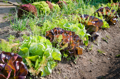 Growing Salad