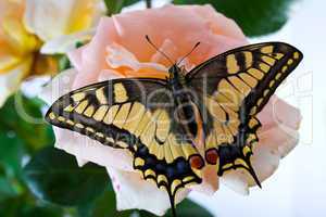 Tiger Swallowtail (Papilio Glaucus) Butterfly on A Cone-flower