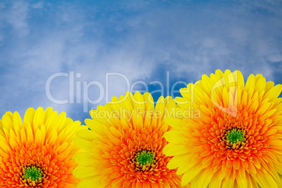 Yellow chrysanthemums.