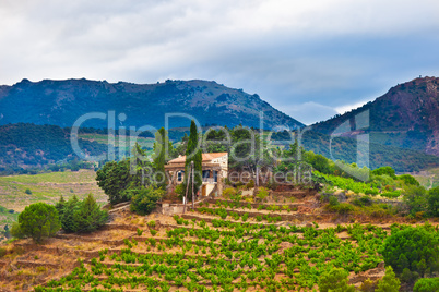 France, view of vineyards