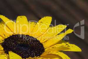 Sonnenblume mit Tropfen