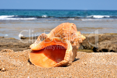 Shell in the sand