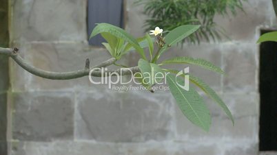 weiße Blume