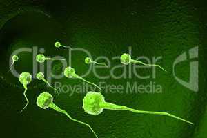 Sperm cells