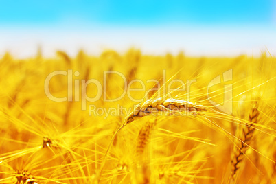 Golden wheat field