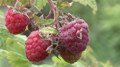 raspberry,