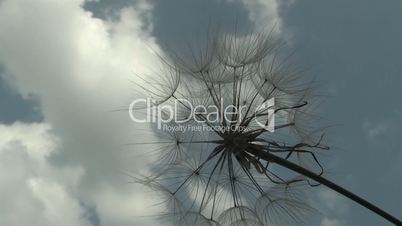 dandelion