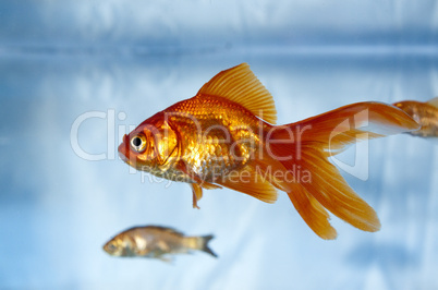 A goldfish in a tank with a feeder fish in the background
