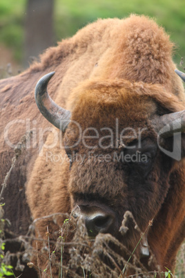 wisent