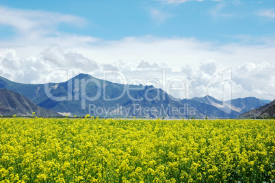 Landscape of rapeseed fields