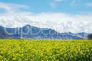 Landscape of rapeseed fields