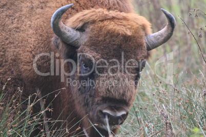 wisent