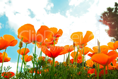 Orange Poppies Field