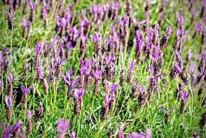 Heather Calluna vulgaris bush