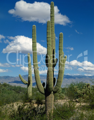 Saguaro