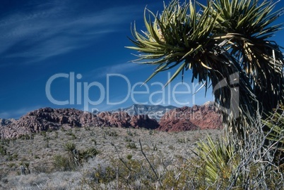 Yucca Tree in desert, Nevada