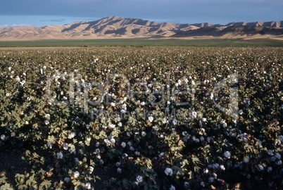 Cotton Field, California